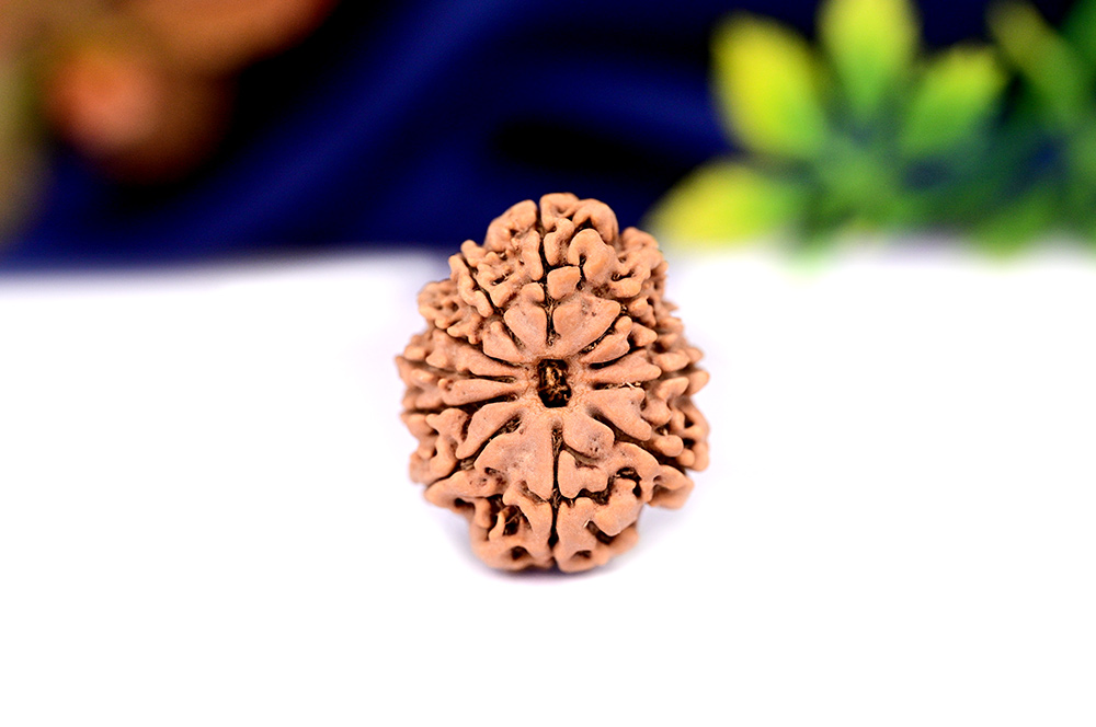 11 Mukhi from Nepal CXLVI
