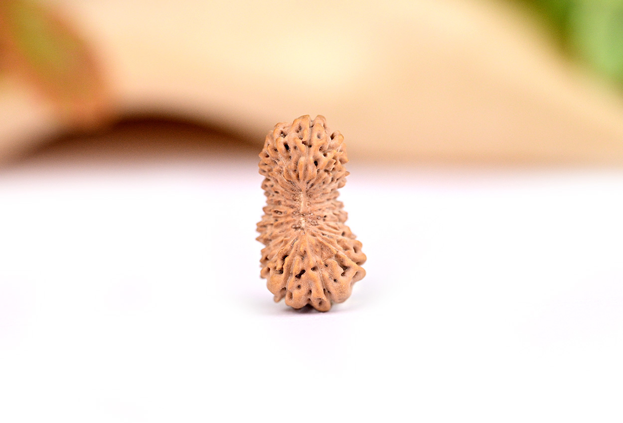 21 mukhi from Java Indonesia Large - V