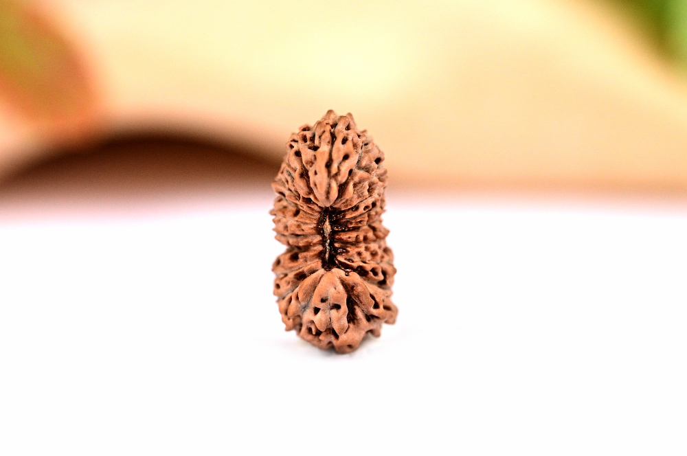 21 mukhi from Java Indonesia Large - VI