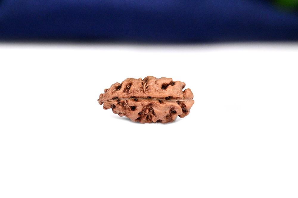 Collector 1 Mukhi from Java Indonesia - CLXXIII