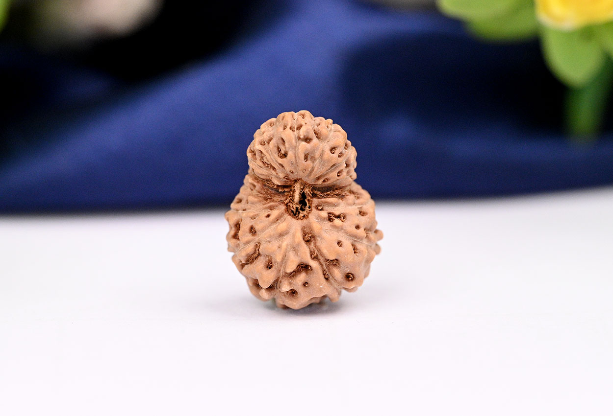 15 Mukhi from Java Indonesia Large - LXXXVII