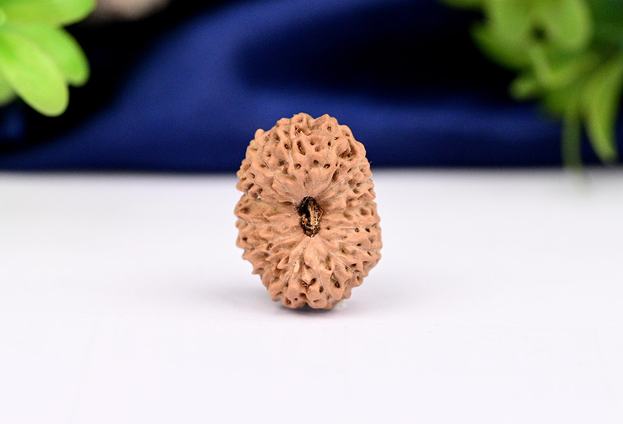 16 Mukhi from Java Indonesia Large - LXIV