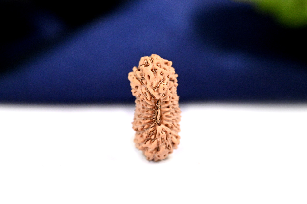 20 Mukhi from Java Indonesia - LIV