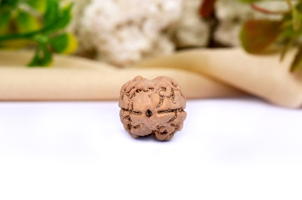 Collector 2 Mukhi from Nepal - VIII