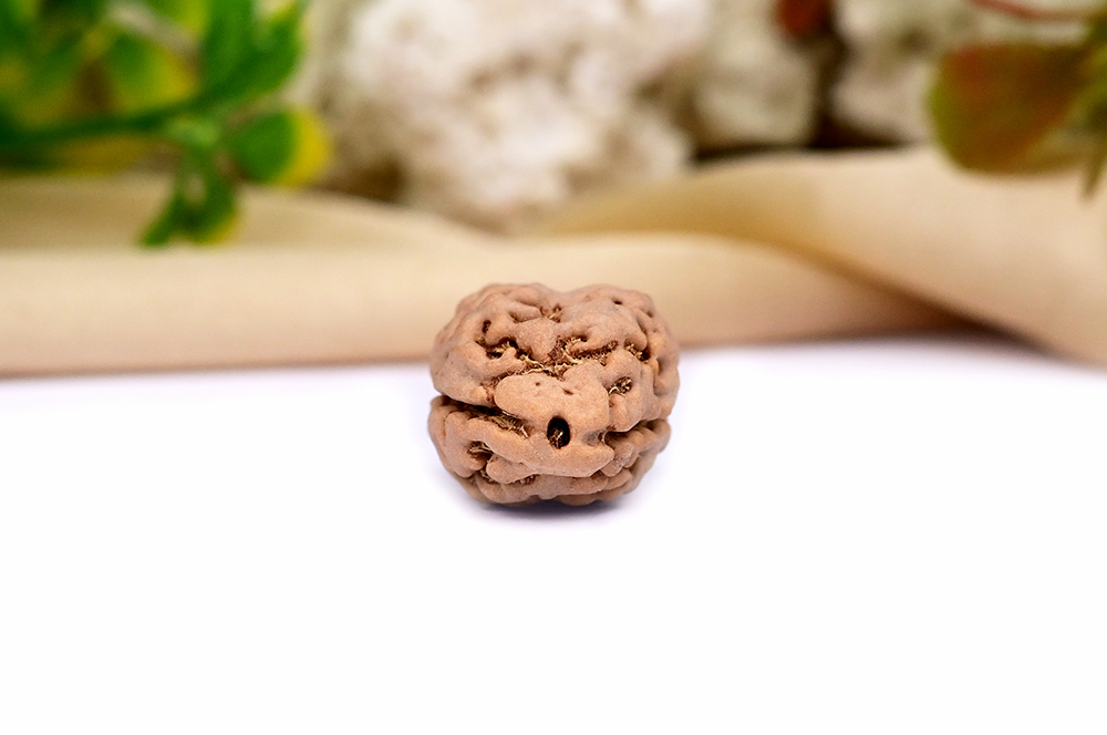Collector 2 Mukhi from Nepal - XI
