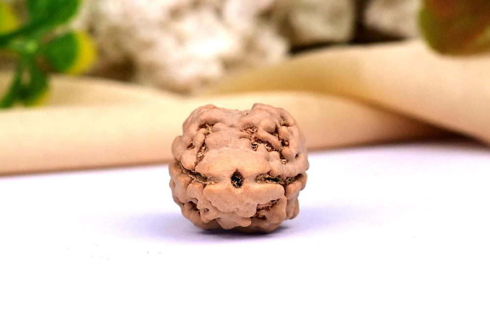 Collector 2 Mukhi from Nepal - II