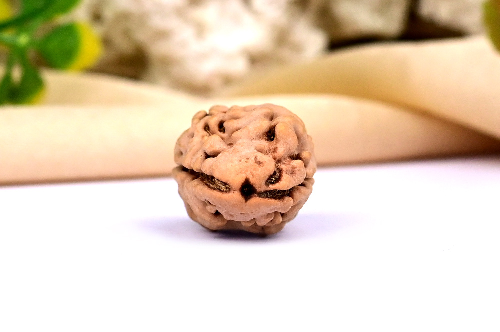 Super Collector 2 Mukhi from Nepal - II