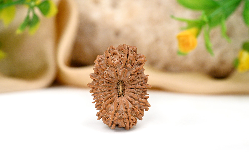 20 Mukhi Super Collector from Nepal - CV