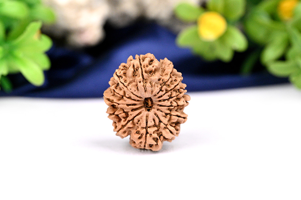 13 Mukhi from Nepal Large - LXXXIII