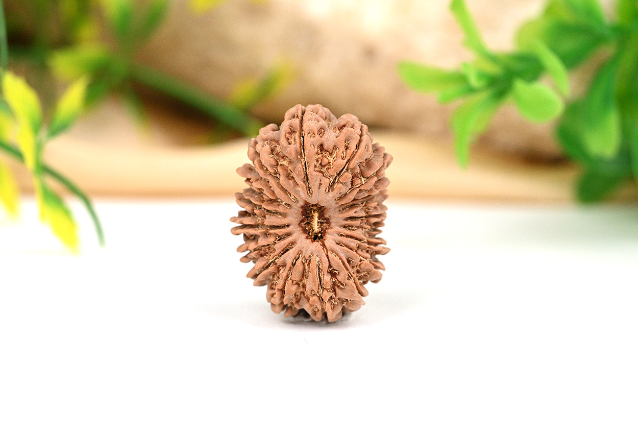 Collector 18 Mukhi from Nepal - CXV
