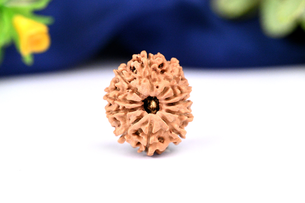 11 Mukhi from Nepal - CCXCII
