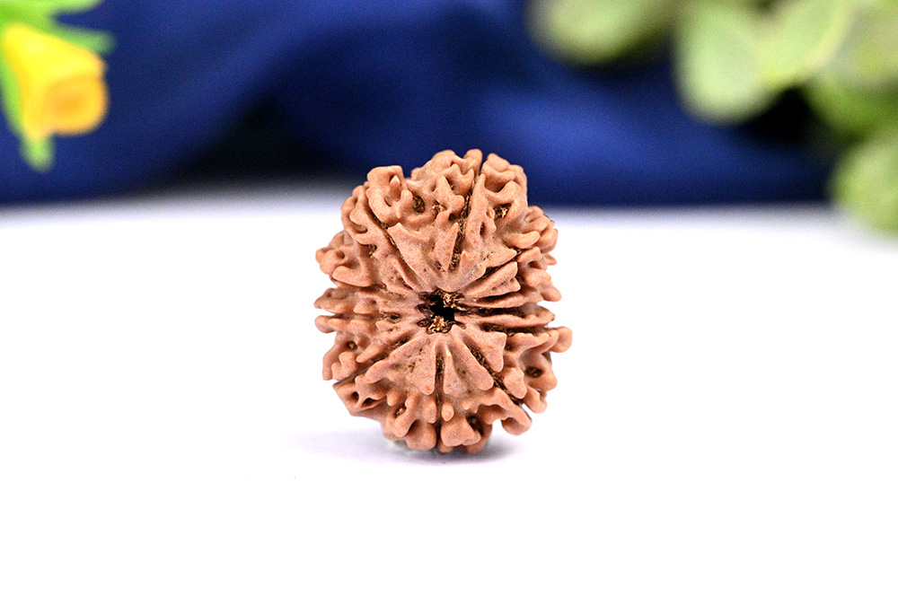 Eleven Mukhi from Nepal