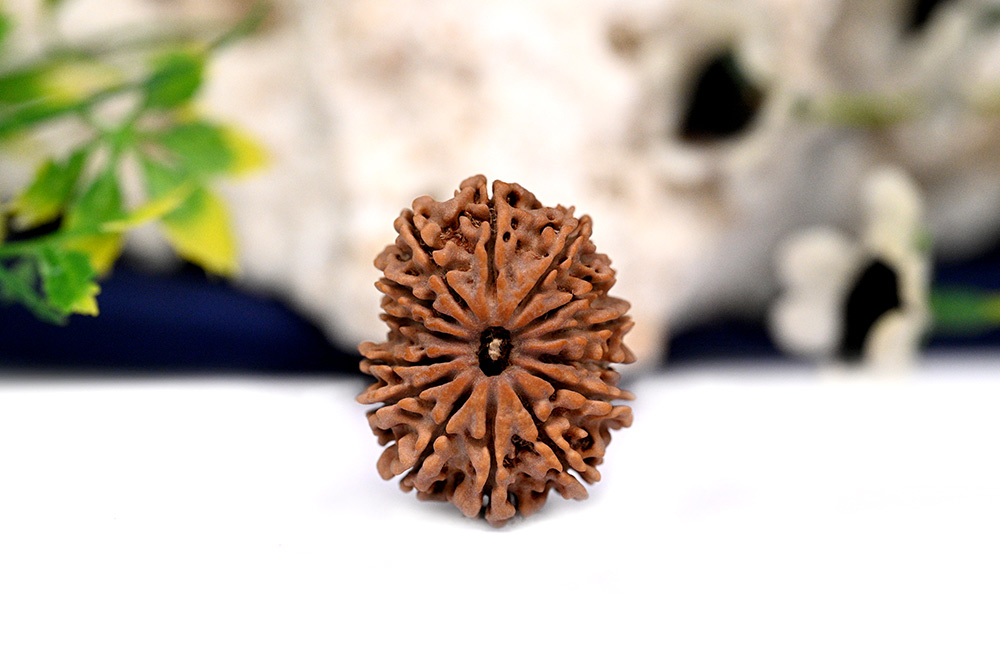 14 Mukhi from Nepal Large - LXIV