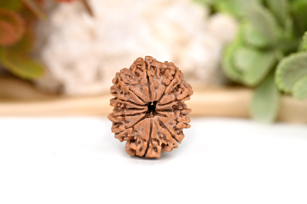 Collector 12 Mukhi from Nepal - CXX