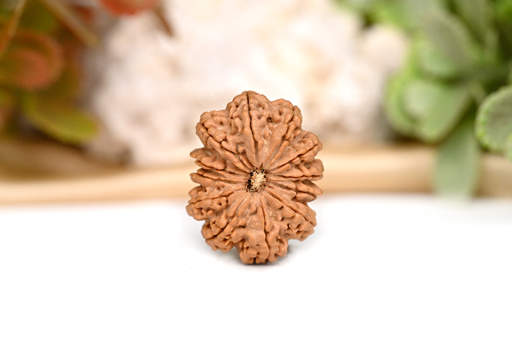 Collector 12 Mukhi from Nepal - CXXI