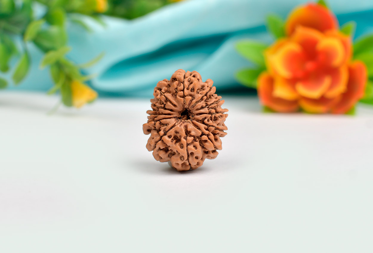 12 Mukhi from Nepal Large - LXXVIII