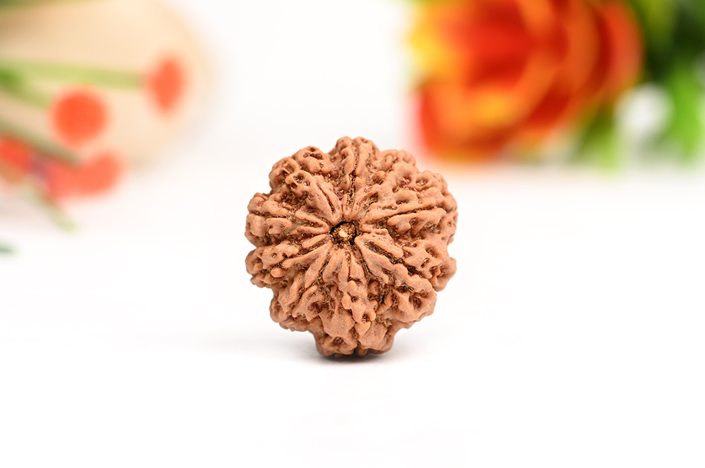 Nine Mukhi from Nepal -Large