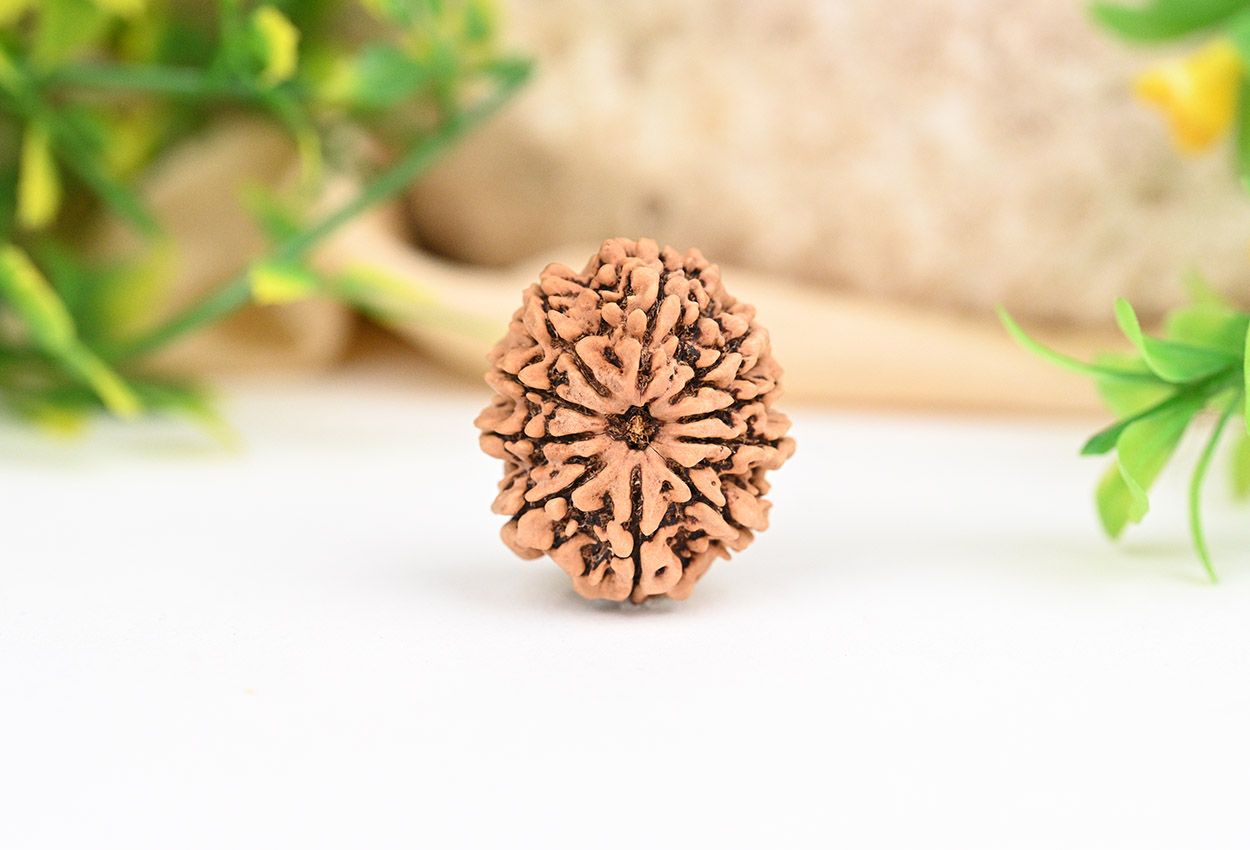 Collector 10 Mukhi from Nepal - XLVII