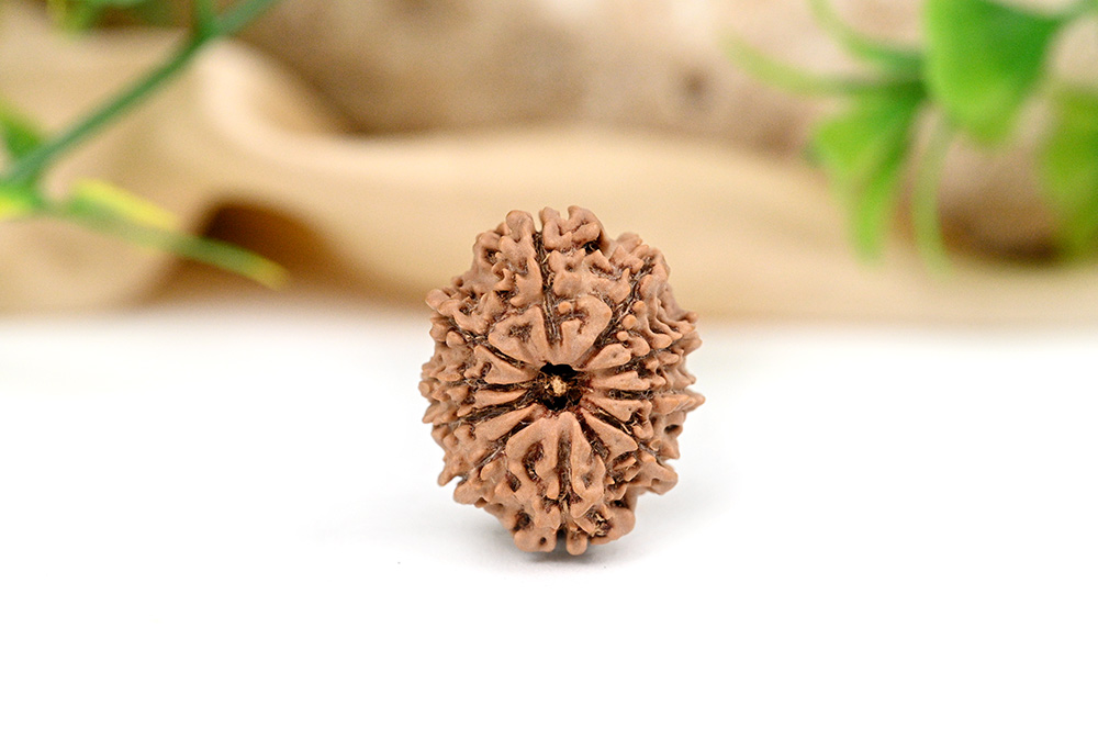 10 Mukhi from Nepal - CCXXVI