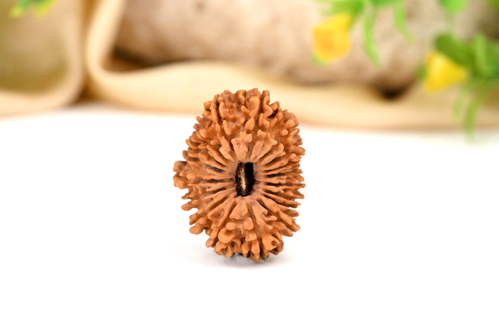 18 Mukhi Nepal