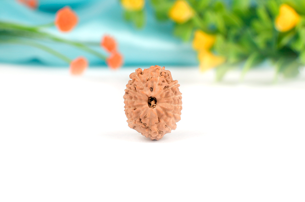 Collector Twelve Mukhi from Java Indonesia