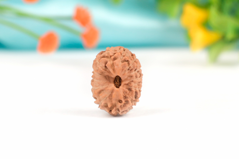 13 Mukhi from Java Indonesia CL