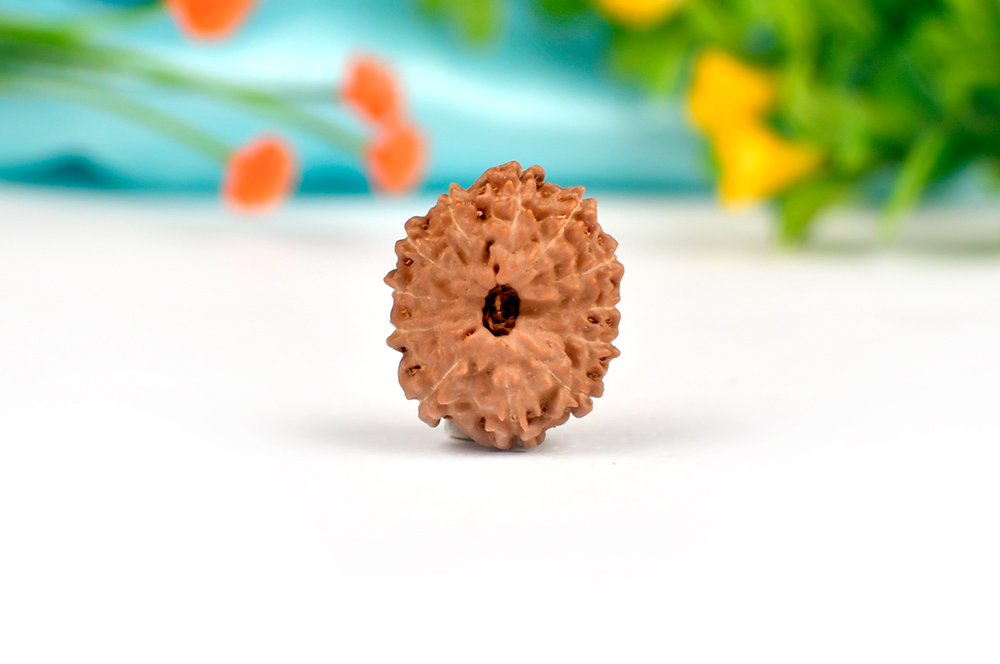 Collector Twelve Mukhi from Java Indonesia