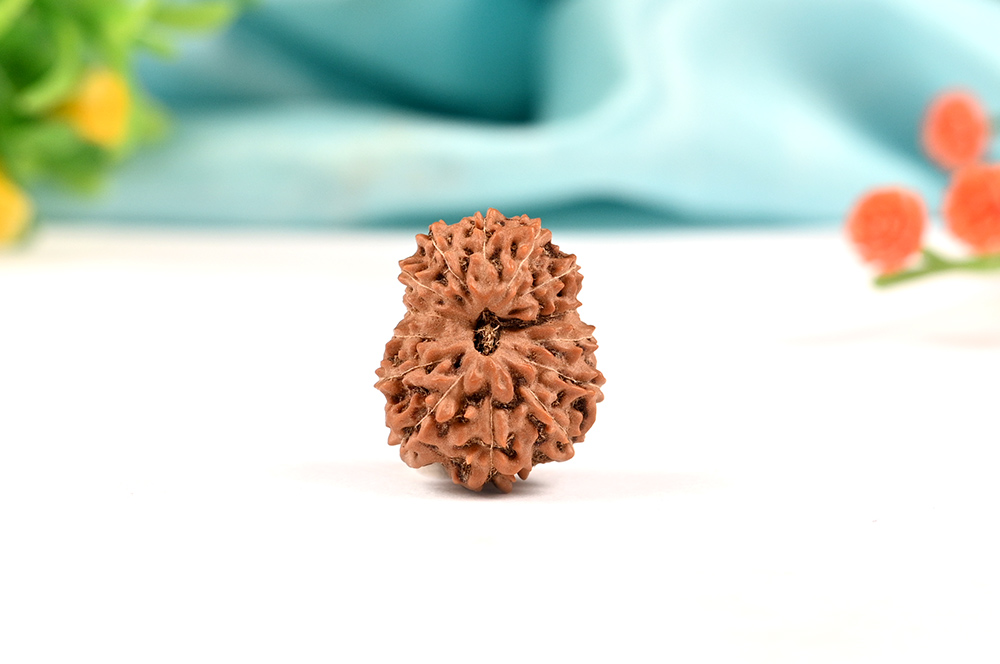 14 Mukhi from Java Large CXII