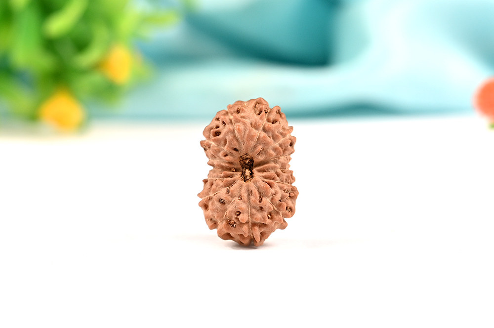 Collector 14 Mukhi from Java Indonesia - LXXIX