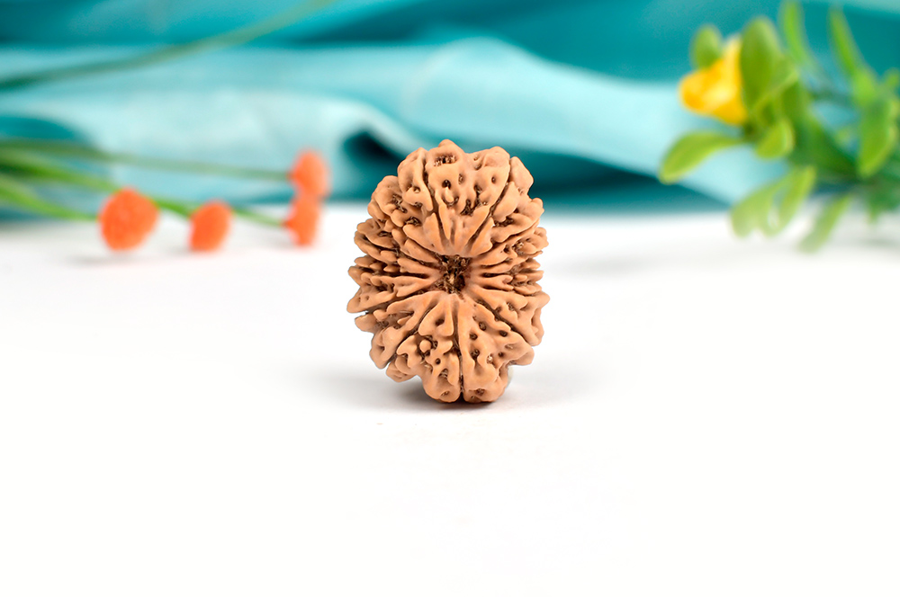 13 Mukhi from Nepal Large - XCII