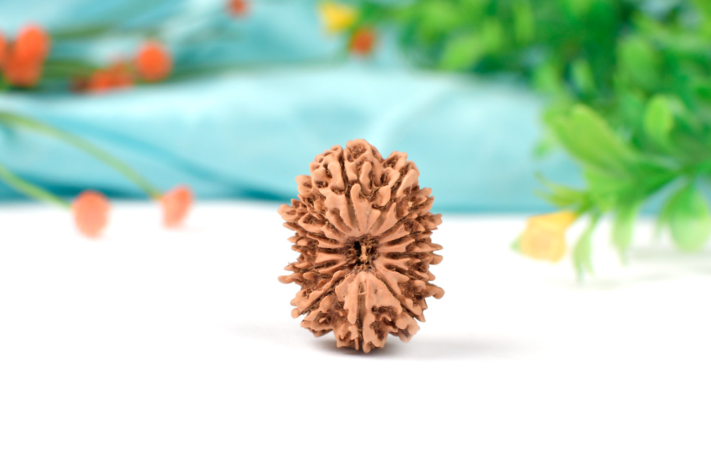 13 Mukhi from Nepal Large - XCIII
