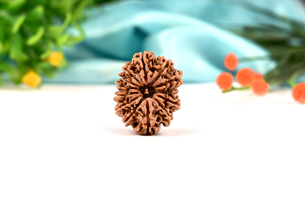 13 Mukhi from Nepal Large - XCIV
