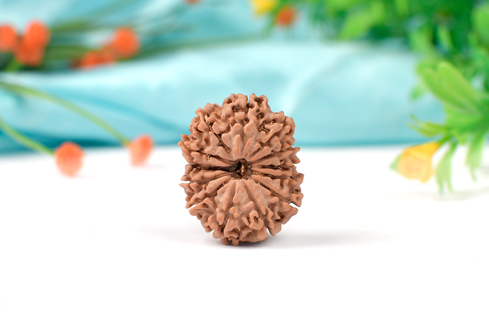 13 Mukhi from Nepal Large - XCV