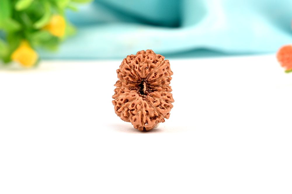 Collector 14 Mukhi from Java Indonesia - LXXV