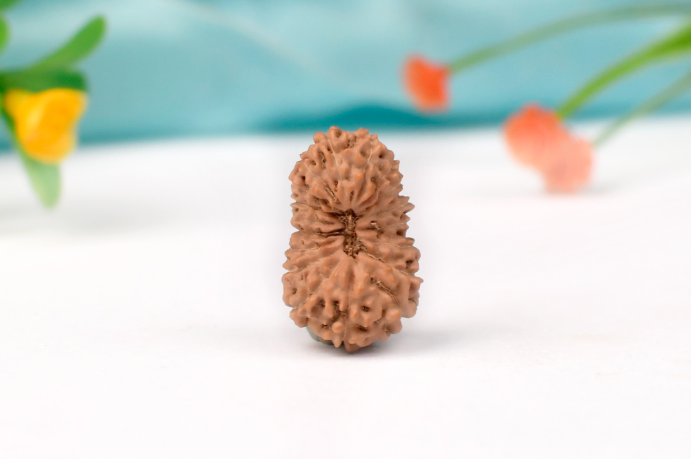 Collector 18 Mukhi from Java indonesia - XXXV