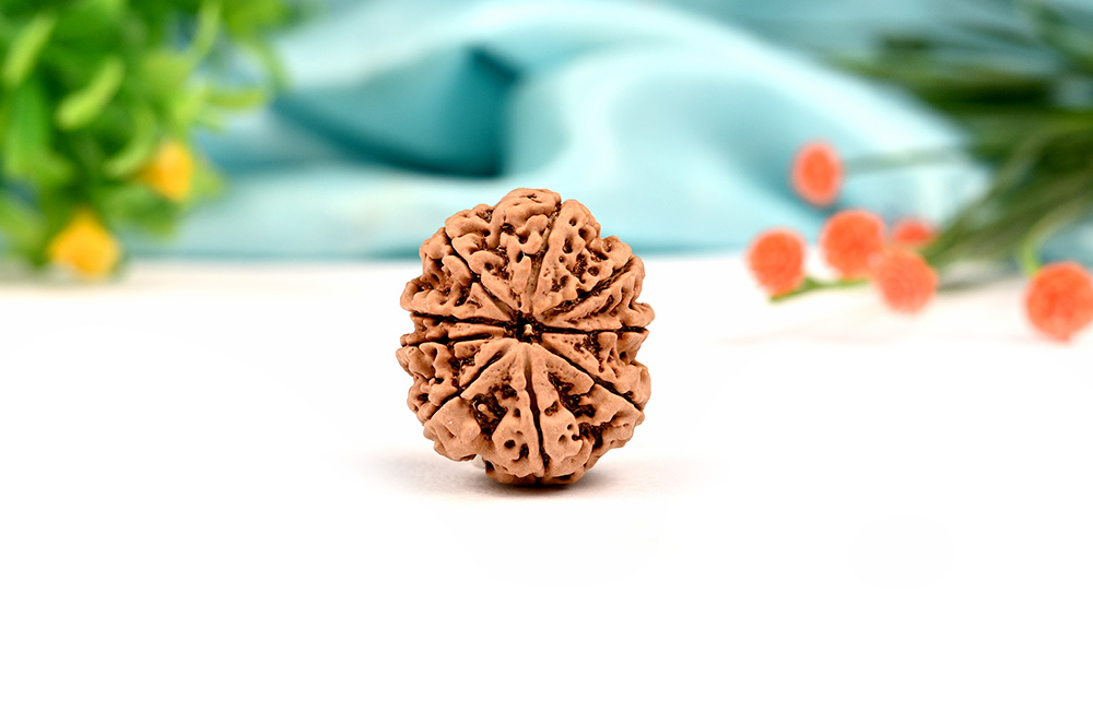 Collector 9 Mukhi from Nepal - CLXXVII