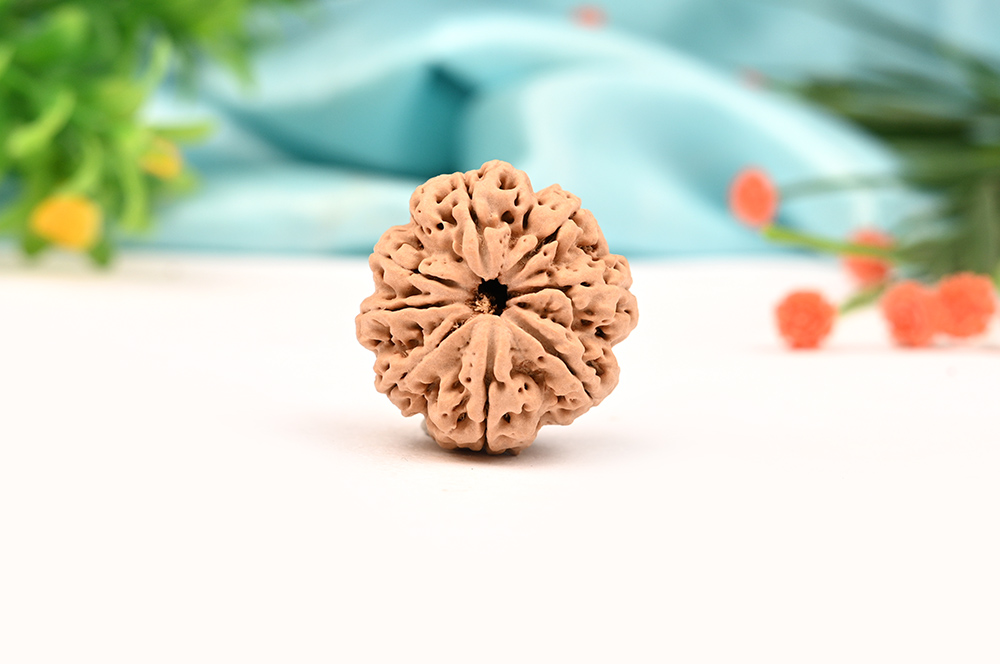 Collector 8 Mukhi from Nepal - LXXXIX