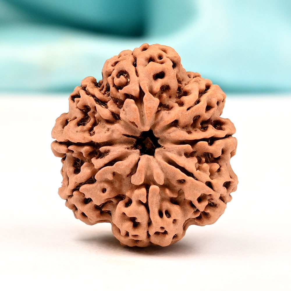 Super Collector 8 Mukhi from Nepal - XX