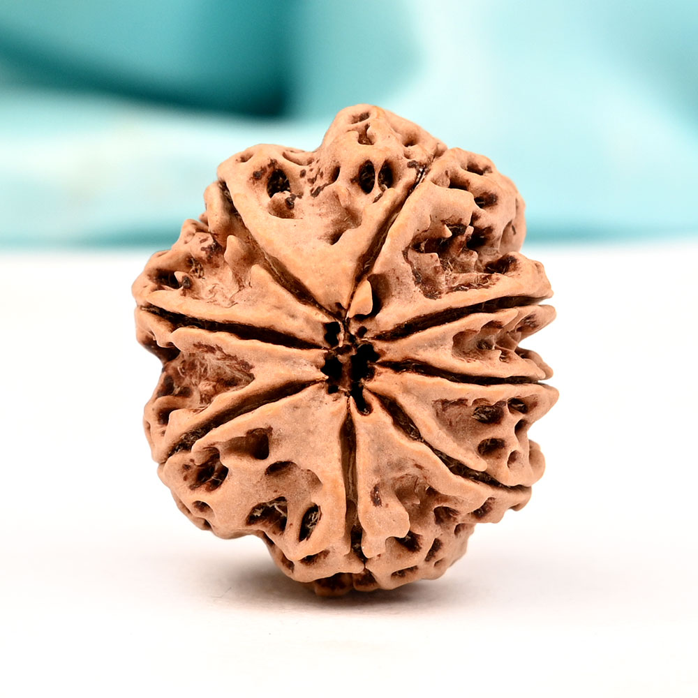 Super Collector 8 Mukhi from Nepal - XXII