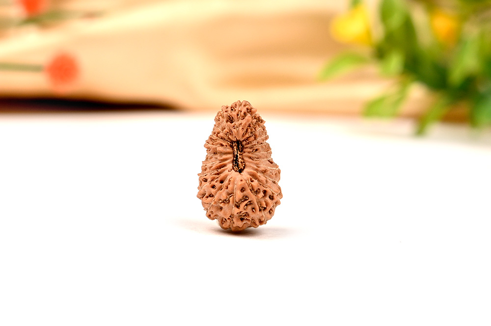 Collector 21 mukhi from Java Indonesia - LVIII