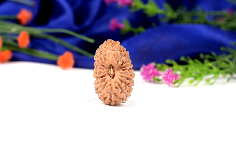 19 Mukhi from Java Indonesia Small CVIII