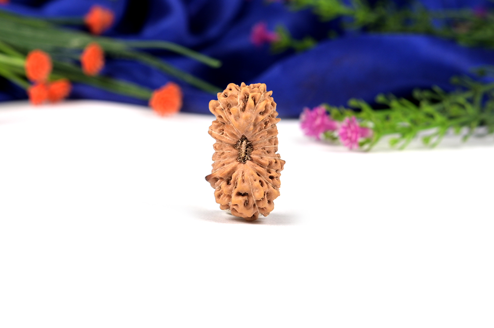 19 Mukhi from Java Indonesia LXIII