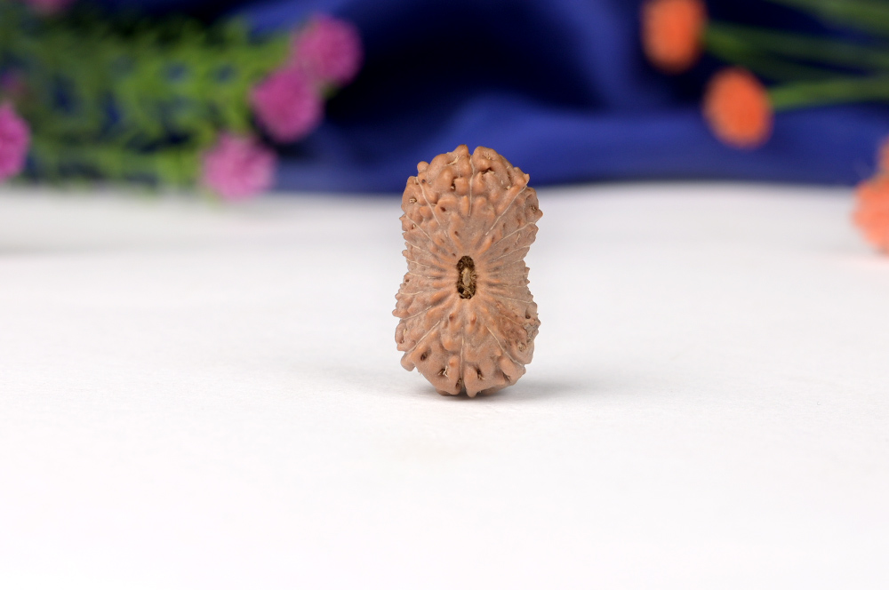 19 Mukhi from Java Indonesia Large XXXIX