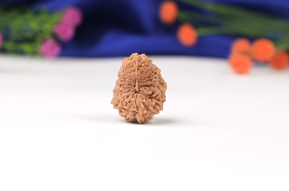 Nineteen Mukhi from Java Indonesia Large