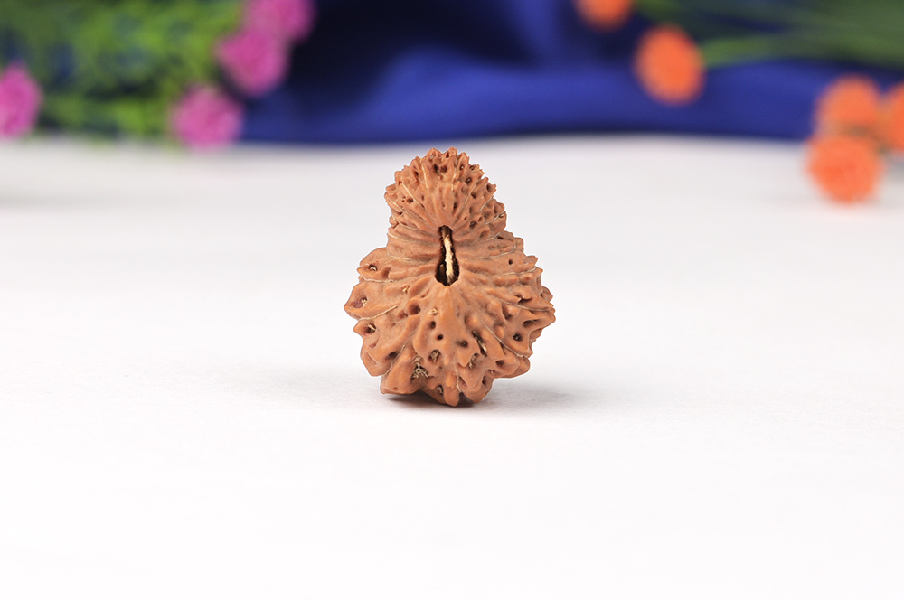 Nineteen Mukhi from Java Indonesia Large