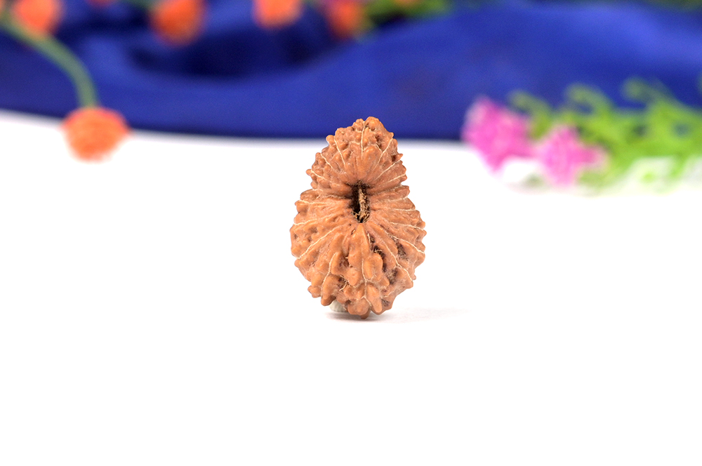 Nineteen Mukhi from Java Indonesia Large