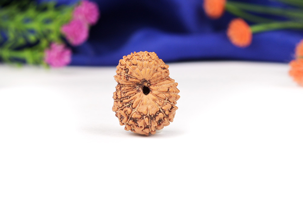 Nineteen Mukhi from Java Indonesia Large