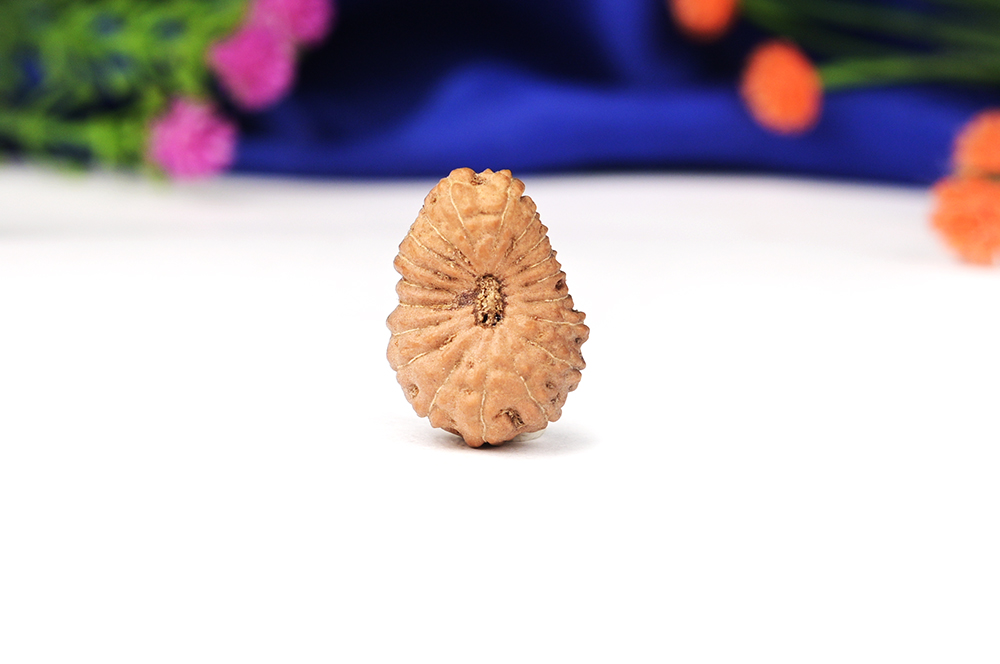 Nineteen Mukhi from Java Indonesia