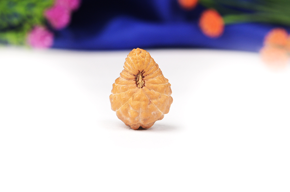Nineteen Mukhi from Java Indonesia
