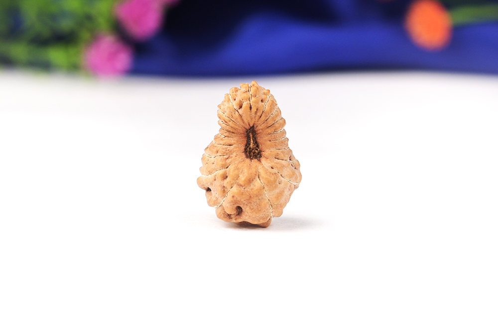 Nineteen Mukhi from Java Indonesia